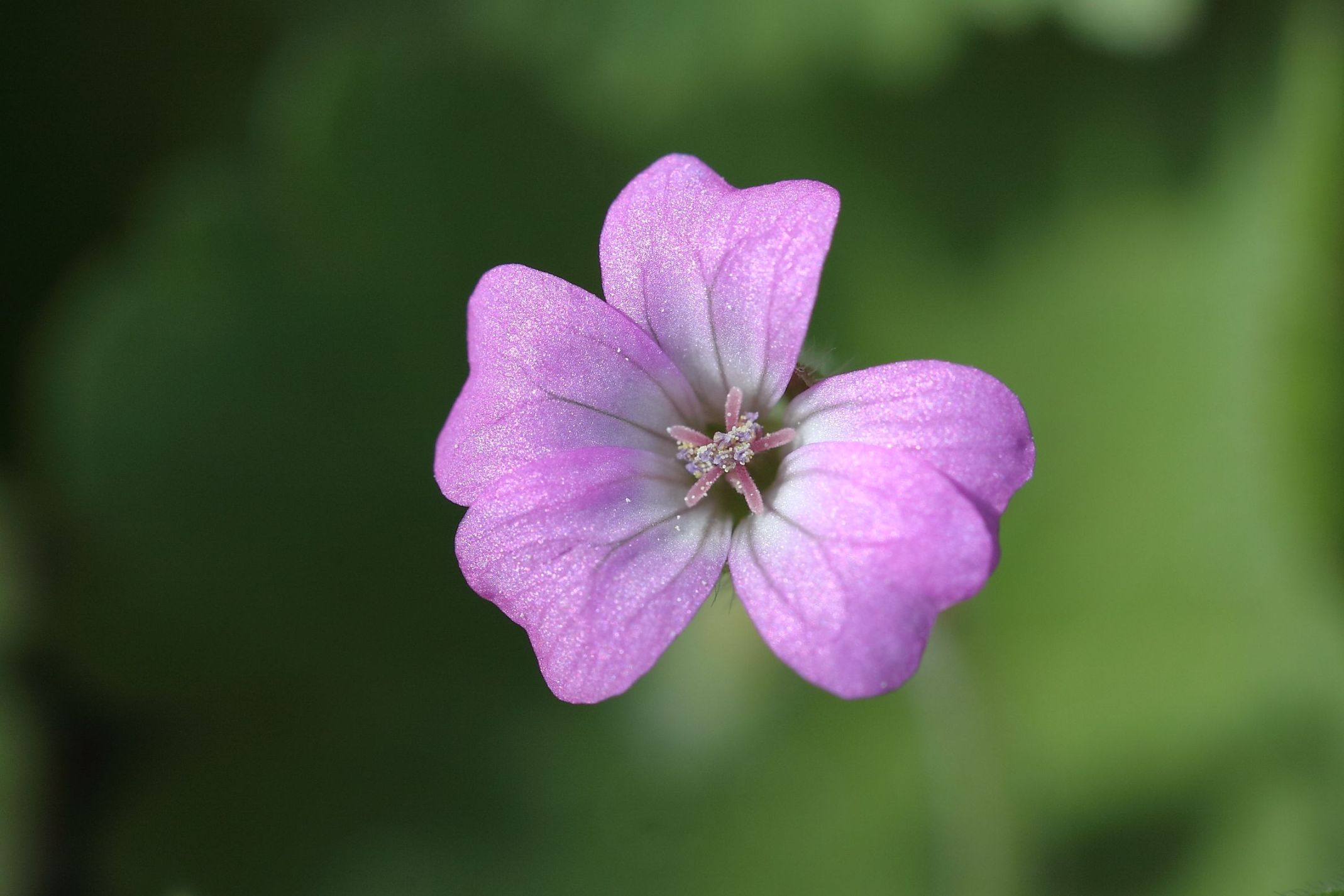 Geranium rotundifolium