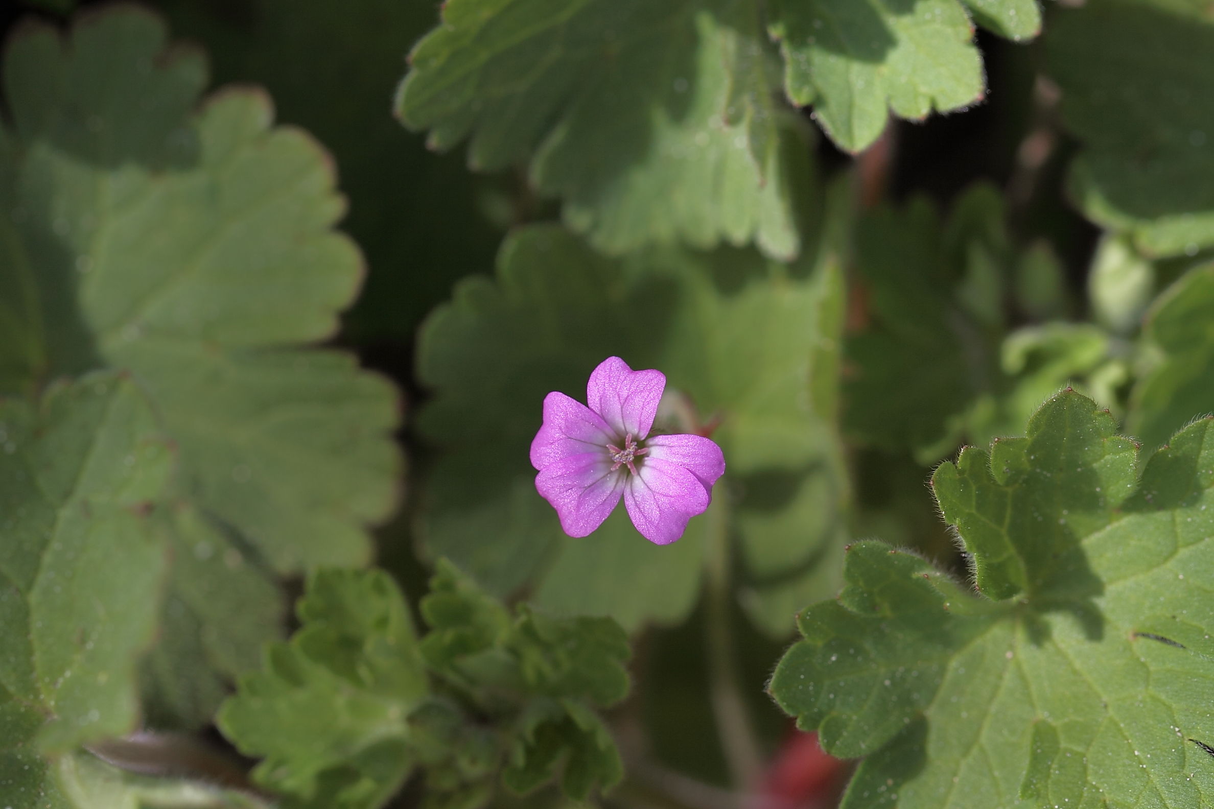 Geranium rotundifolium