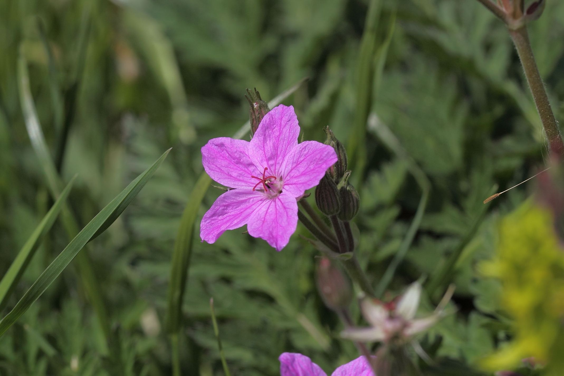 Erodium alpinum / Erodio alpino