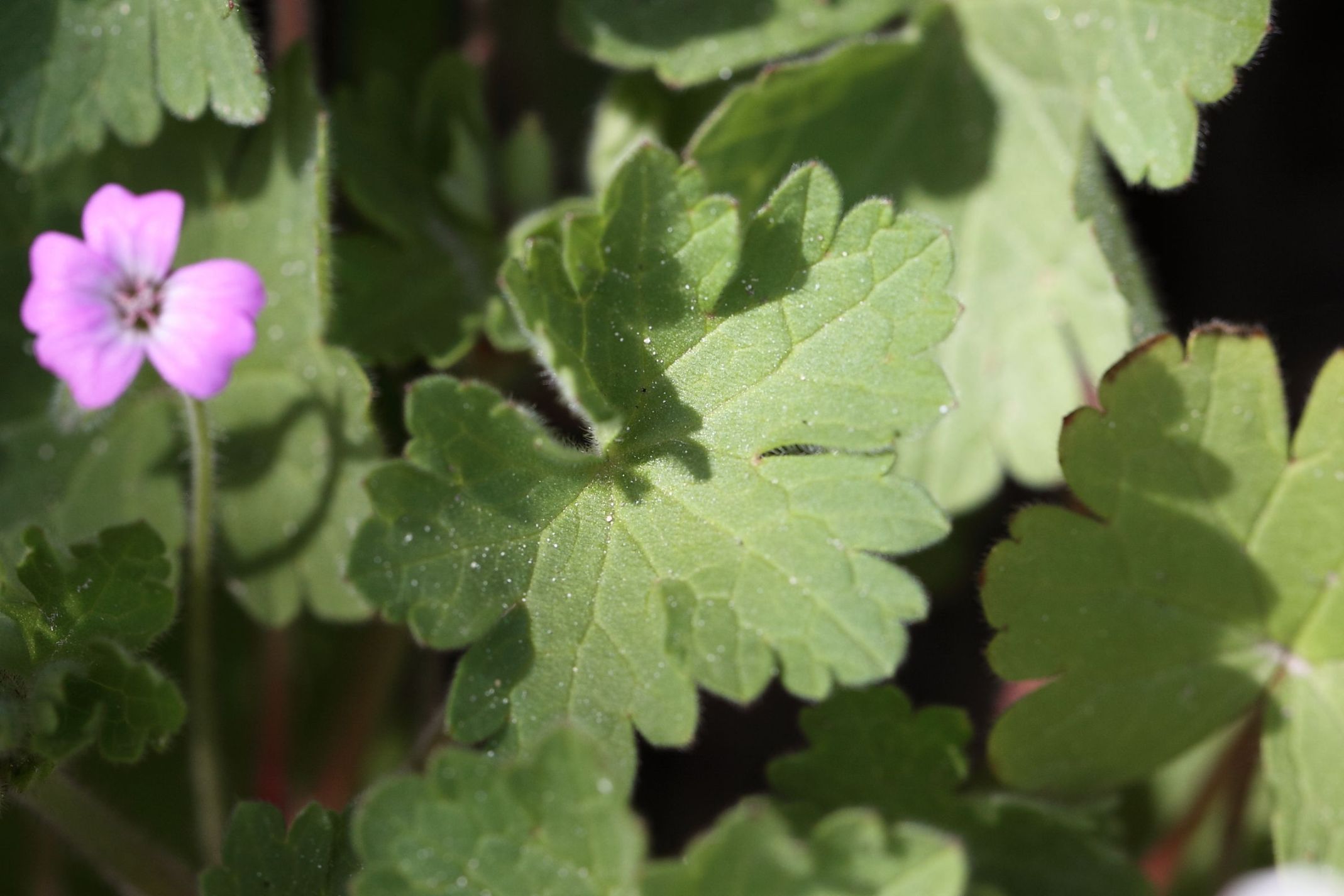 Geranium rotundifolium