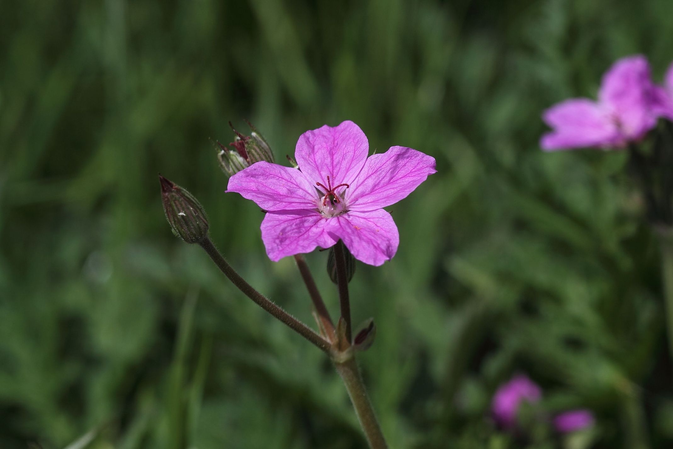 Erodium alpinum / Erodio alpino