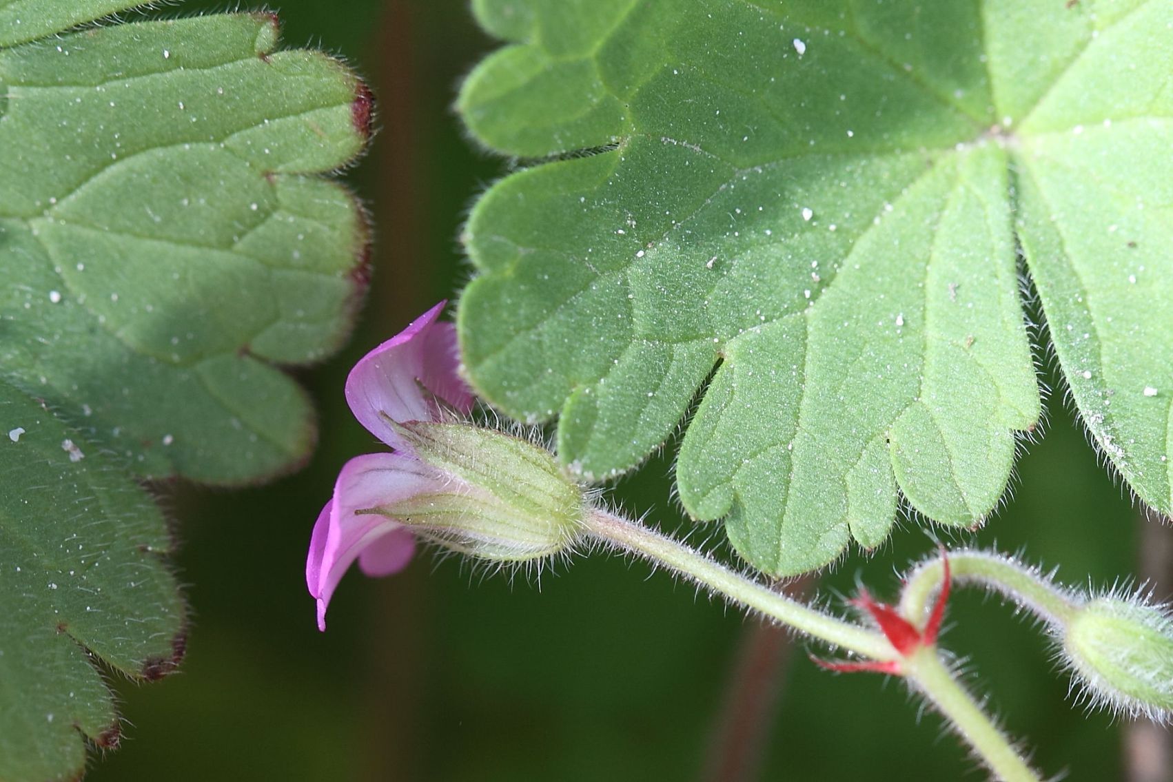 Geranium rotundifolium