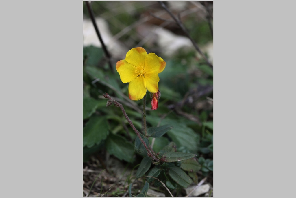 Fioritura fuori stagione - Helianthemum nummularium s.l.