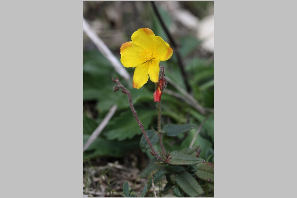 Fioritura fuori stagione - Helianthemum nummularium s.l.