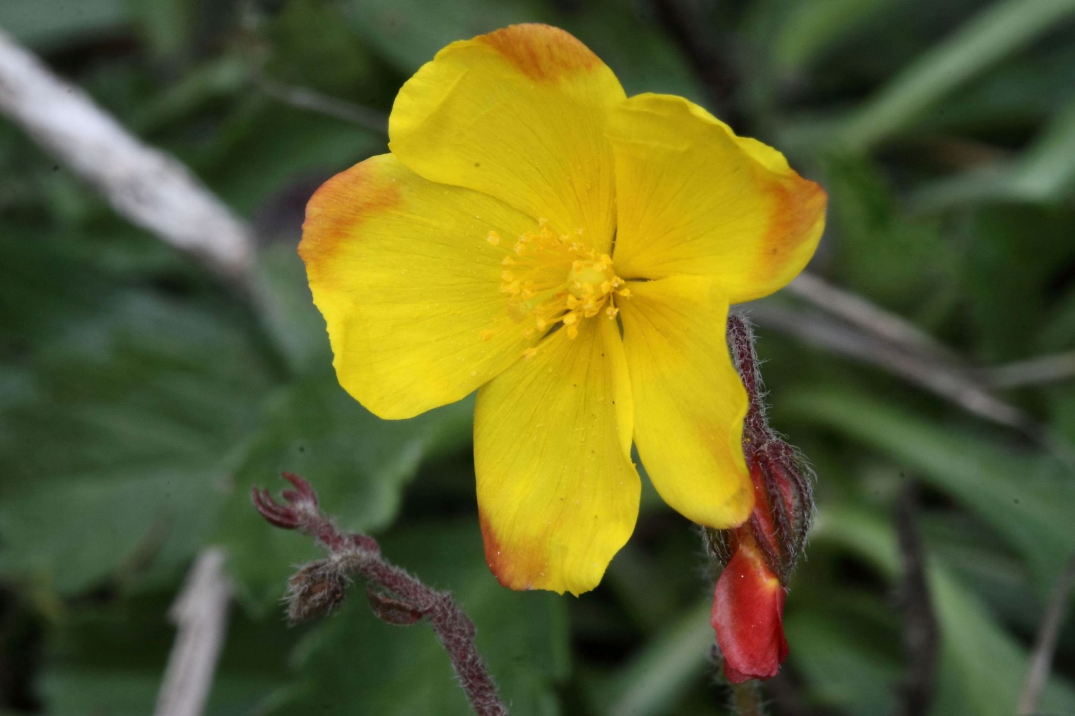 Fioritura fuori stagione - Helianthemum nummularium s.l.