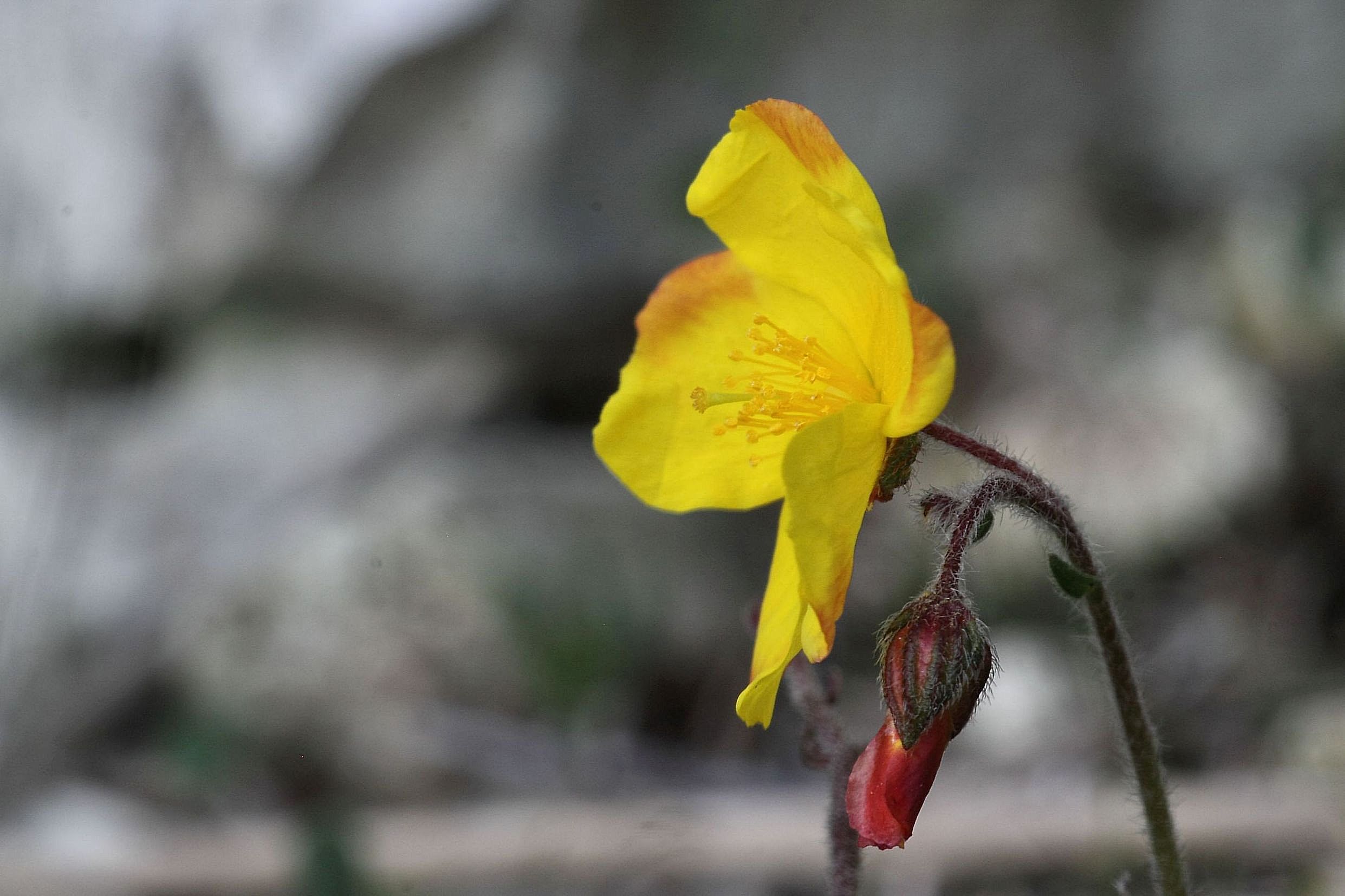 Fioritura fuori stagione - Helianthemum nummularium s.l.