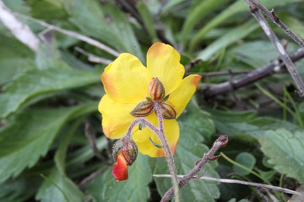 Fioritura fuori stagione - Helianthemum nummularium s.l.