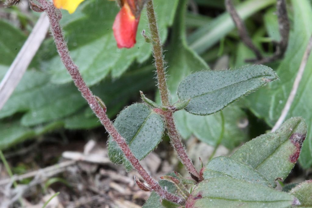 Fioritura fuori stagione - Helianthemum nummularium s.l.