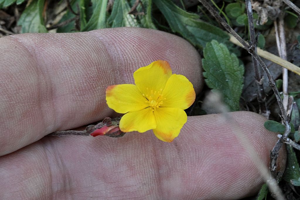 Fioritura fuori stagione - Helianthemum nummularium s.l.