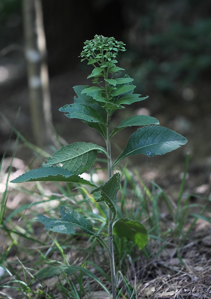 Inula conyzae