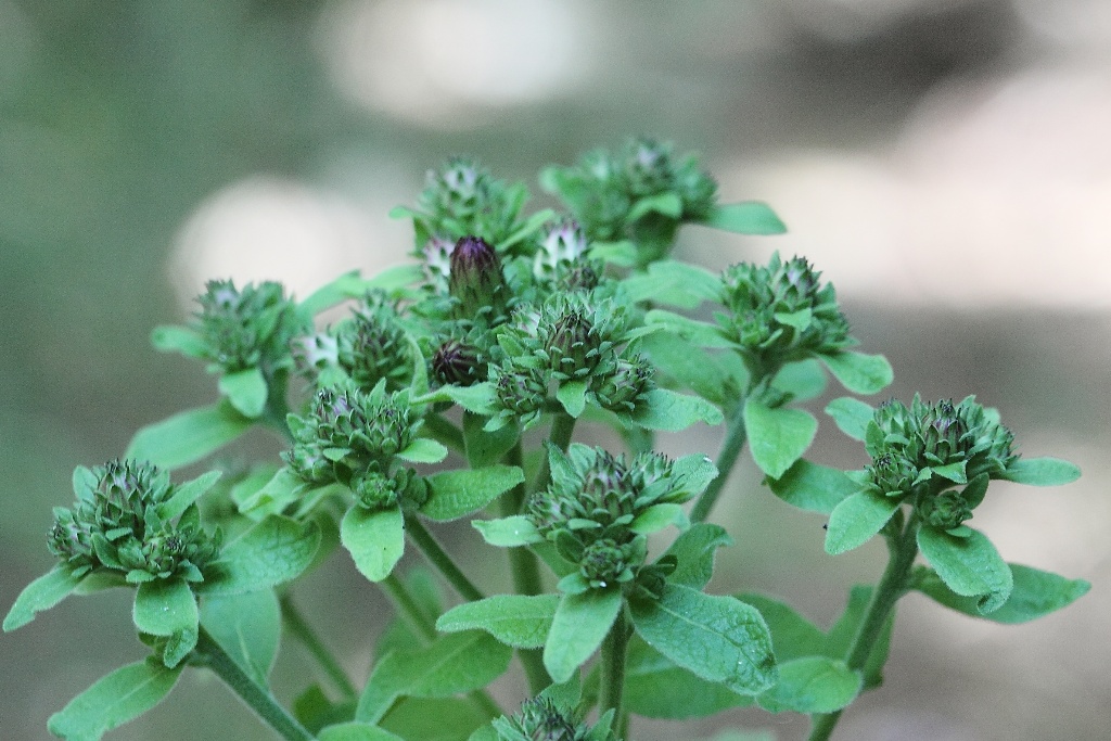 Inula conyzae