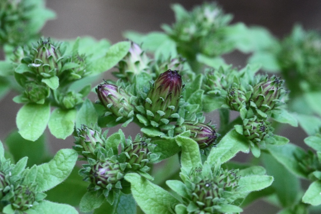 Inula conyzae