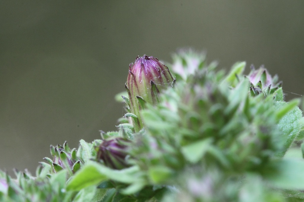 Inula conyzae