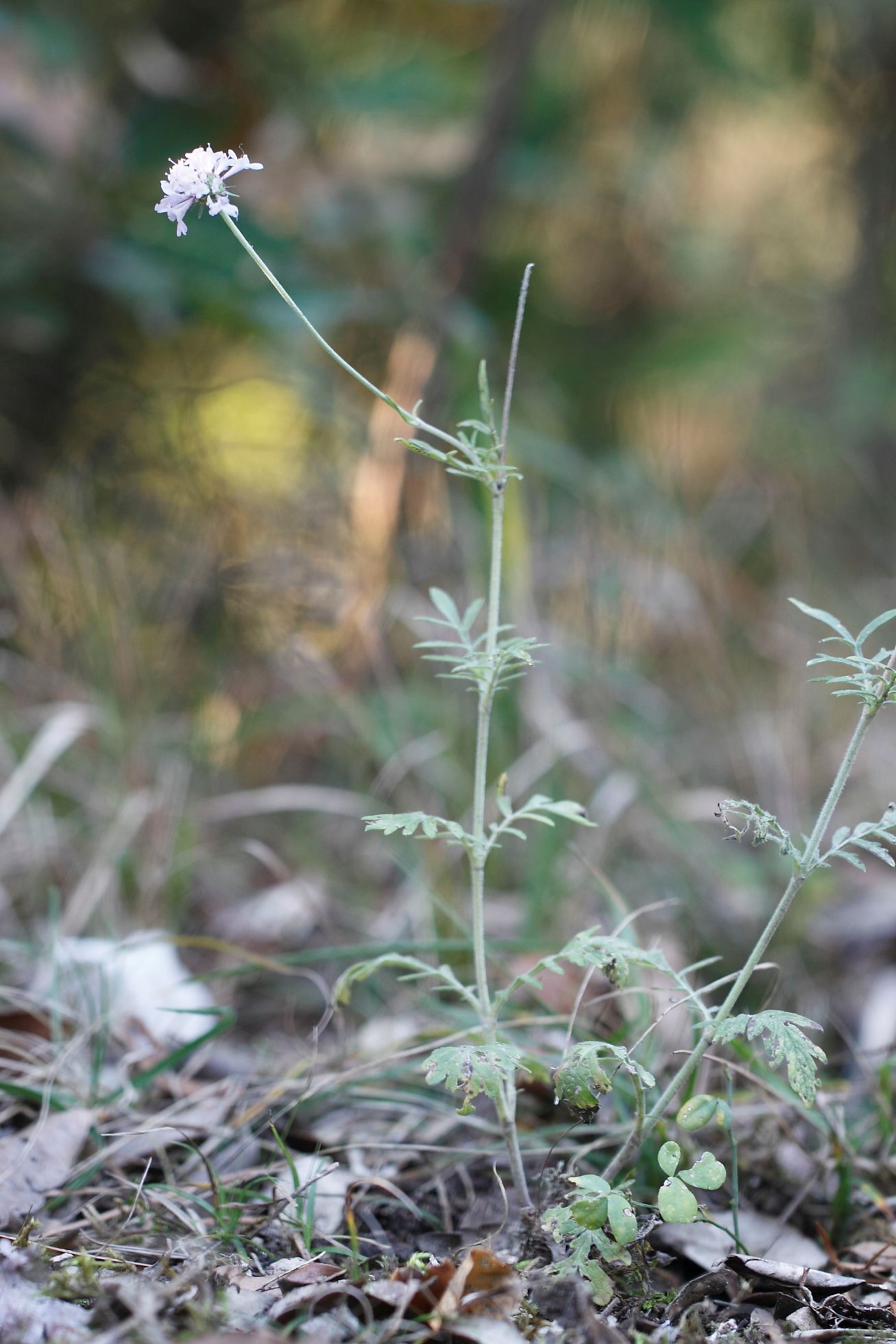 Scabiosa columbaria / Vedovina selvatica