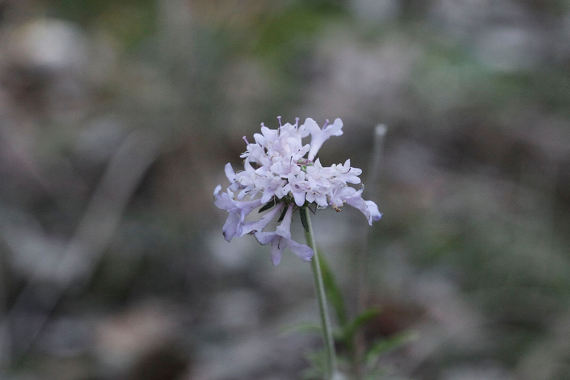 Scabiosa columbaria / Vedovina selvatica