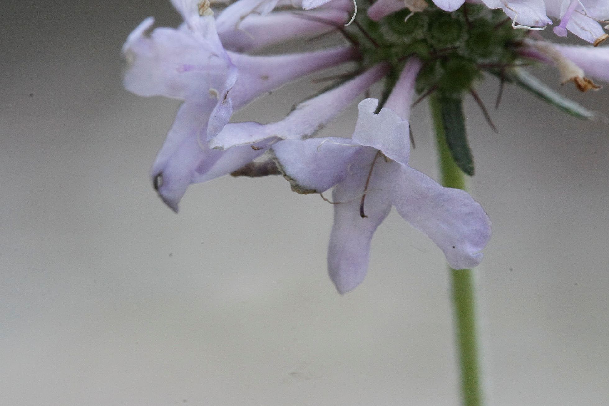 Scabiosa columbaria / Vedovina selvatica