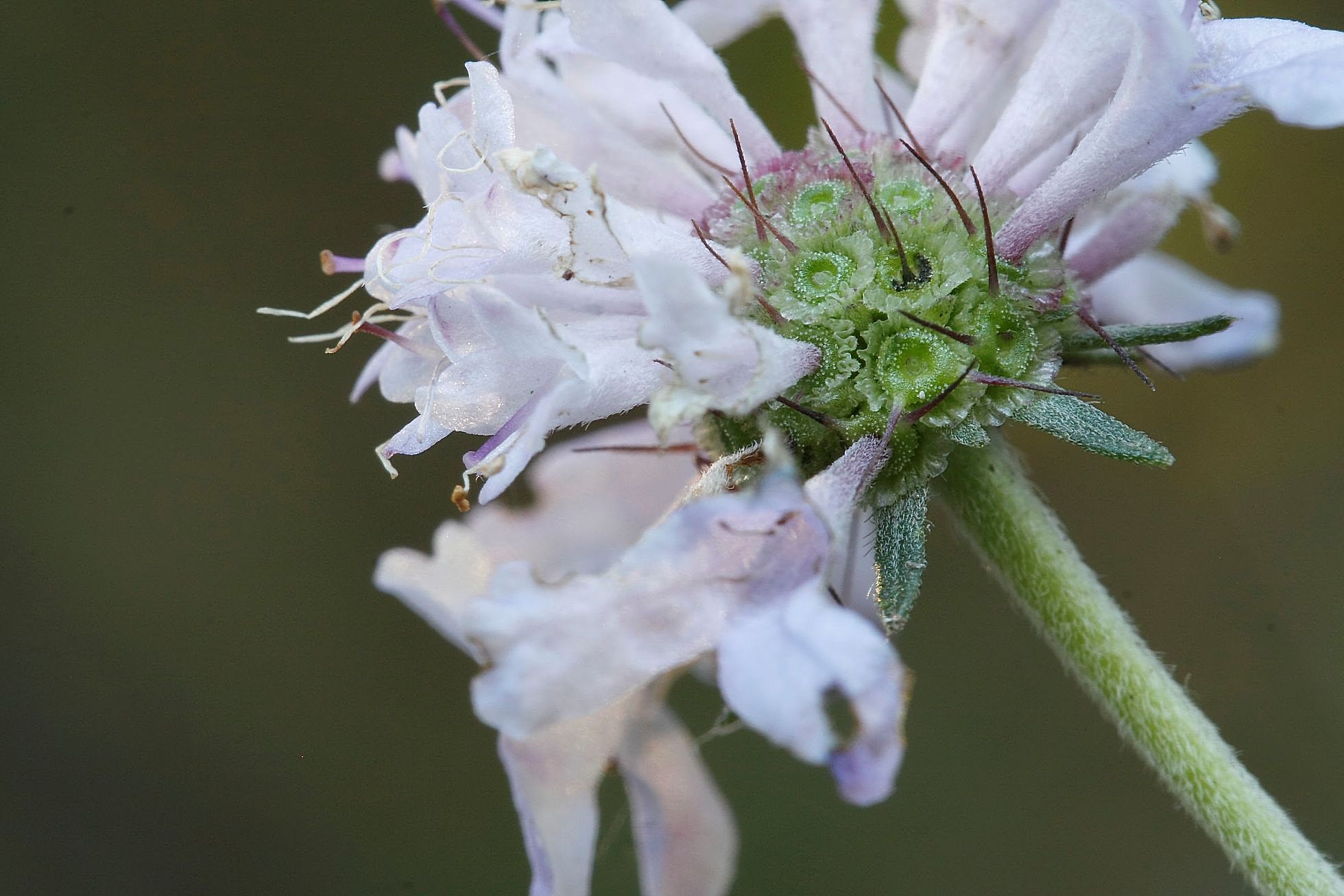 Scabiosa columbaria / Vedovina selvatica