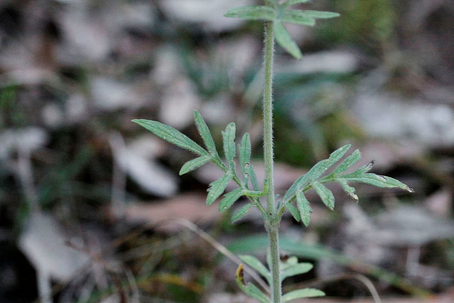 Scabiosa columbaria / Vedovina selvatica