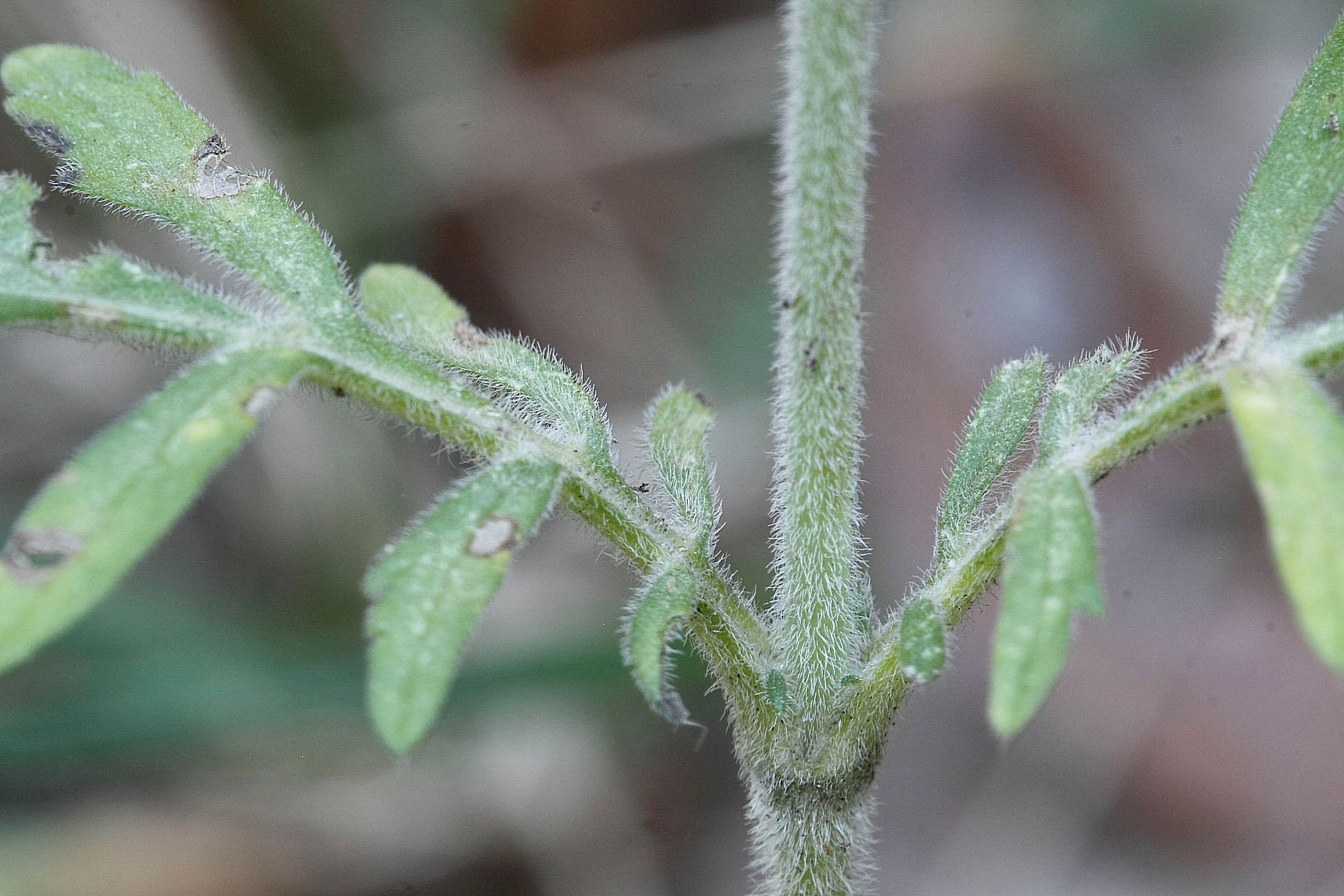 Scabiosa columbaria / Vedovina selvatica