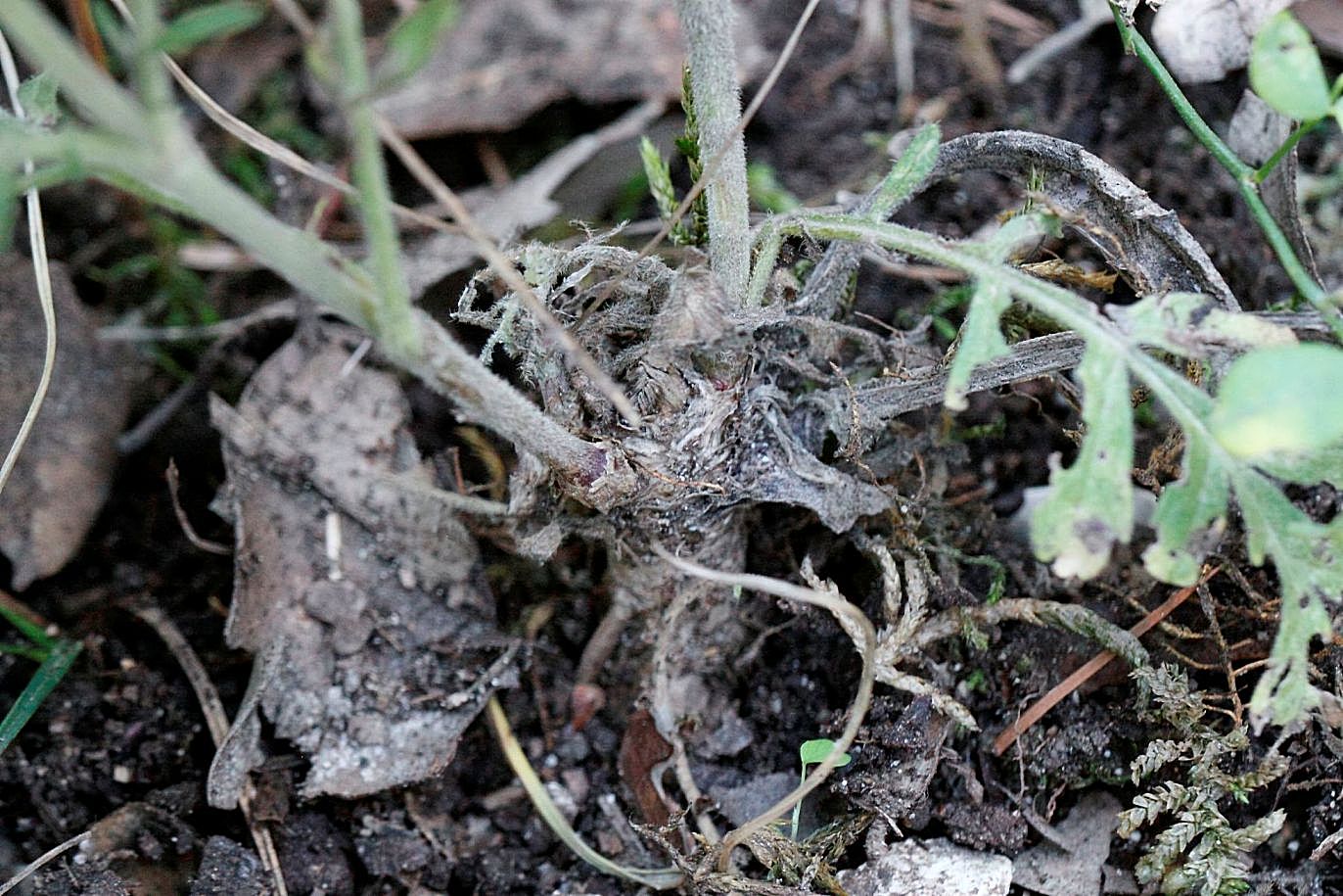 Scabiosa columbaria / Vedovina selvatica