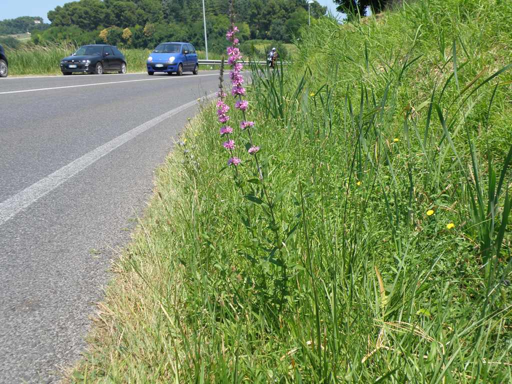 Lythrum salicaria