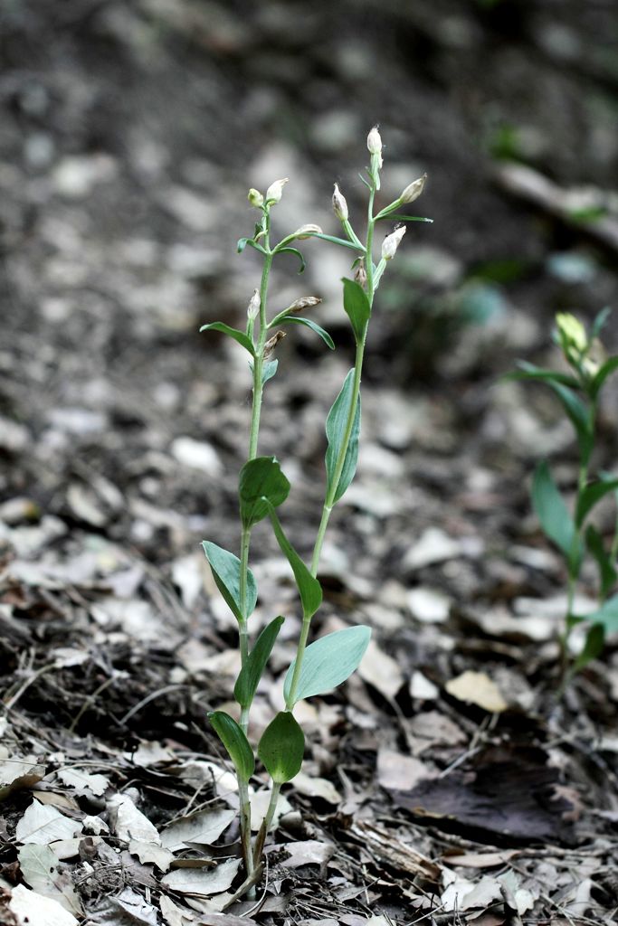 Cephalanthera damasonium