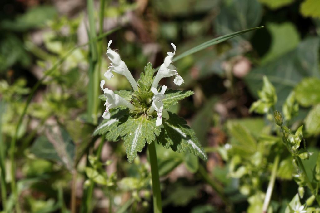 Labiata da determinare - Lamium bifidum Cirillo