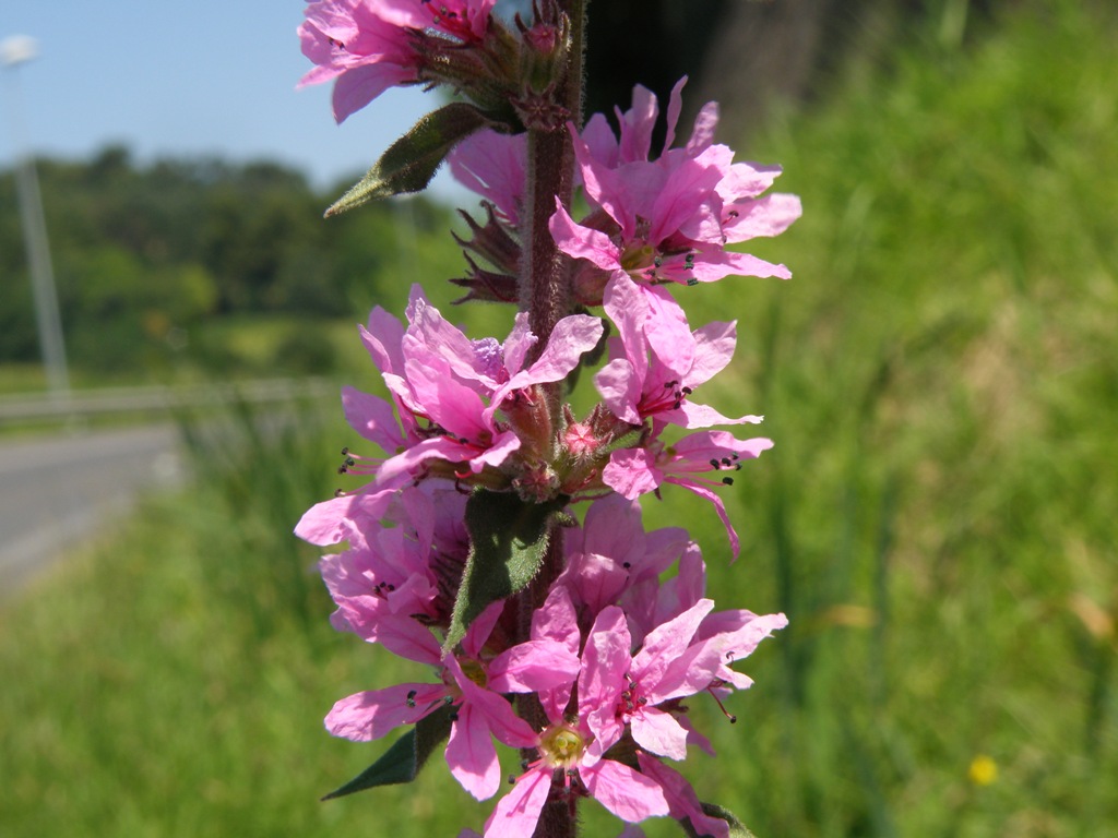 Lythrum salicaria