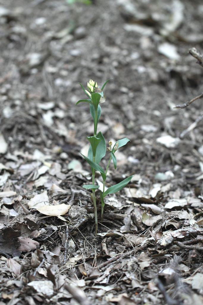 Cephalanthera damasonium