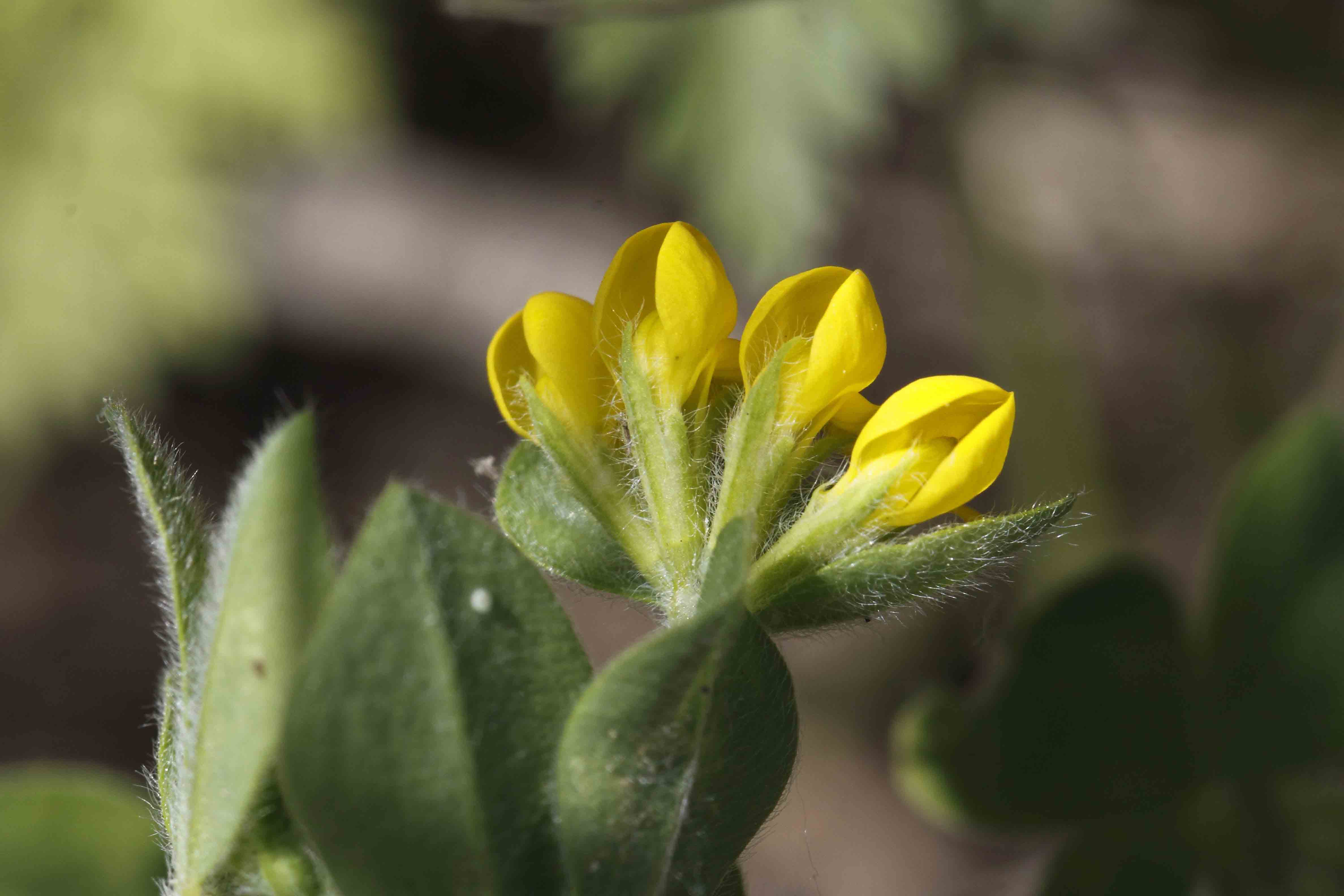 Lotus ornithopodioides