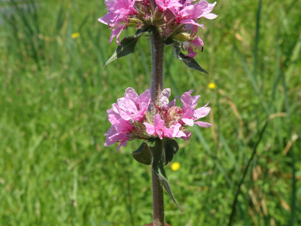 Lythrum salicaria