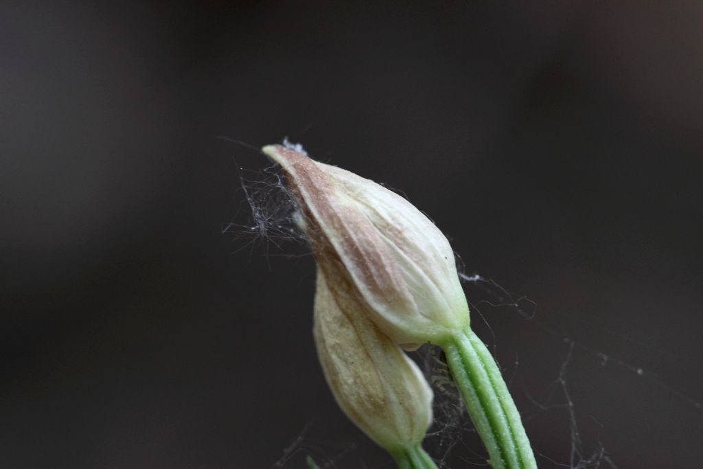 Cephalanthera damasonium