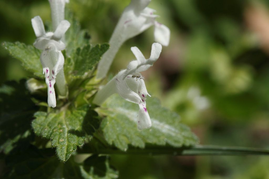 Labiata da determinare - Lamium bifidum Cirillo