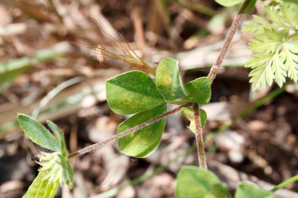 Lotus ornithopodioides