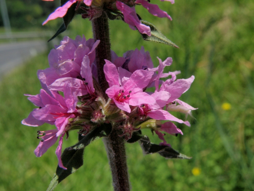 Lythrum salicaria