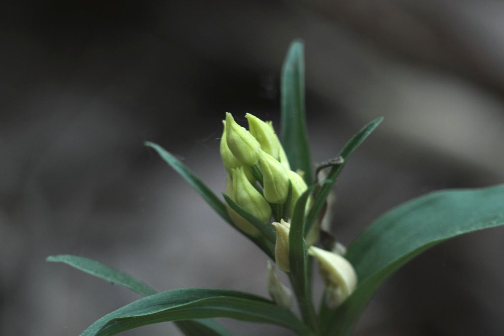 Cephalanthera damasonium