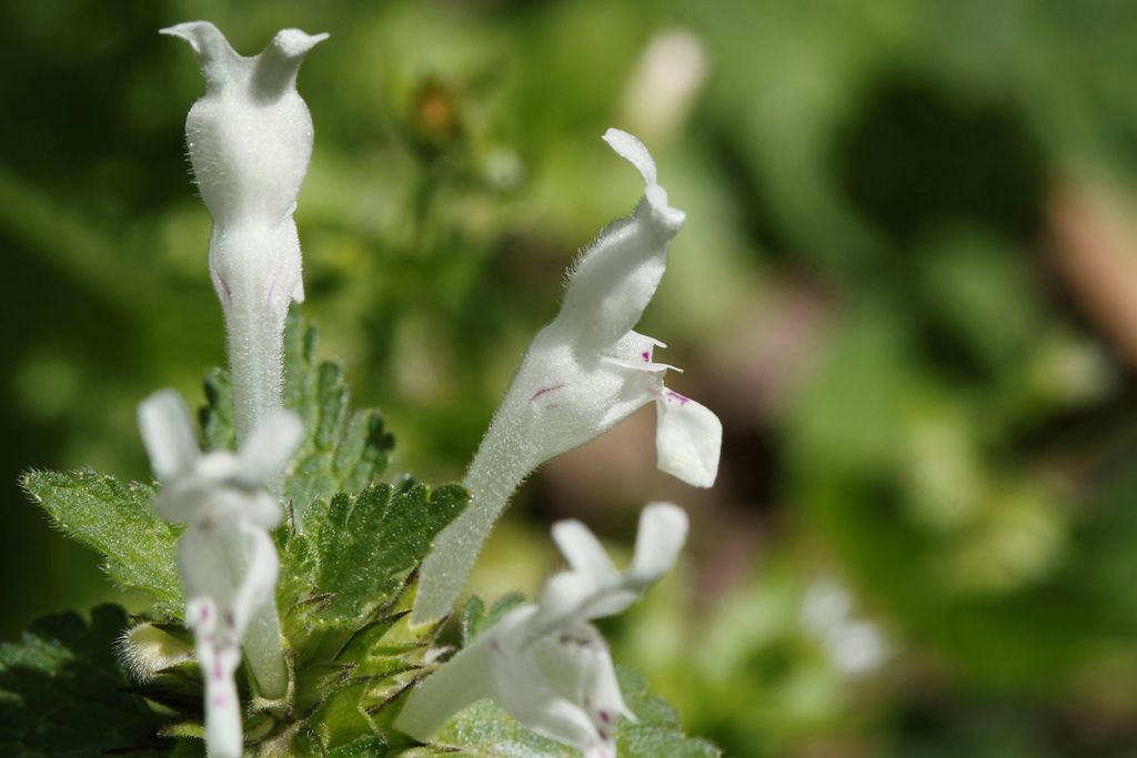 Labiata da determinare - Lamium bifidum Cirillo