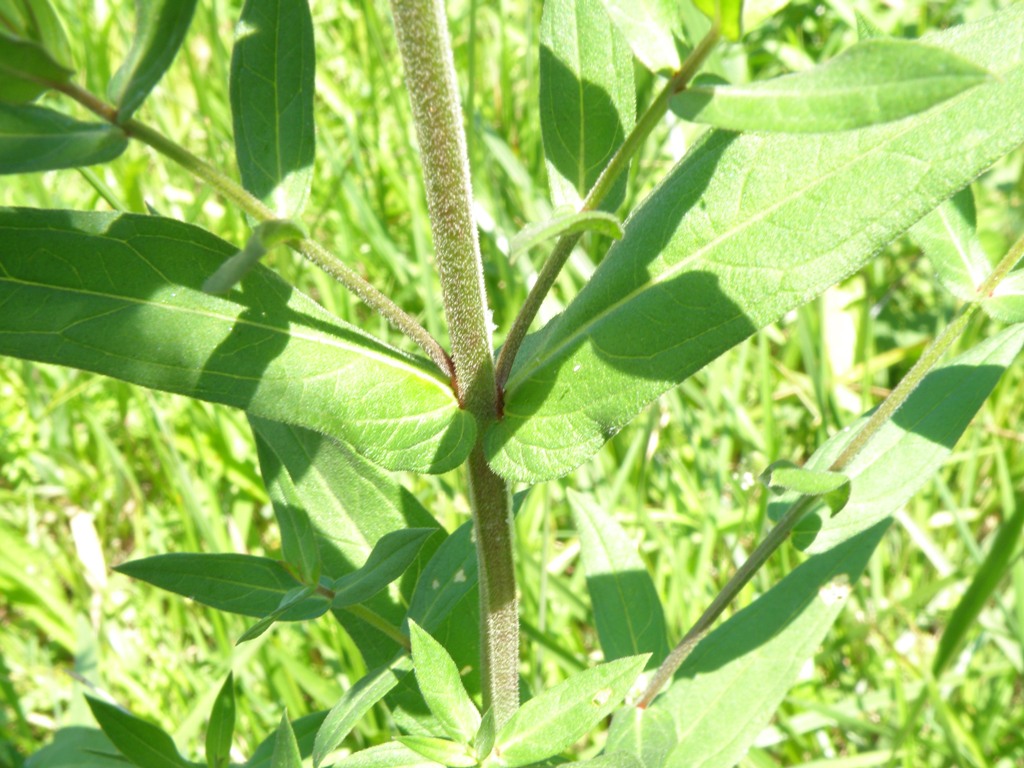 Lythrum salicaria