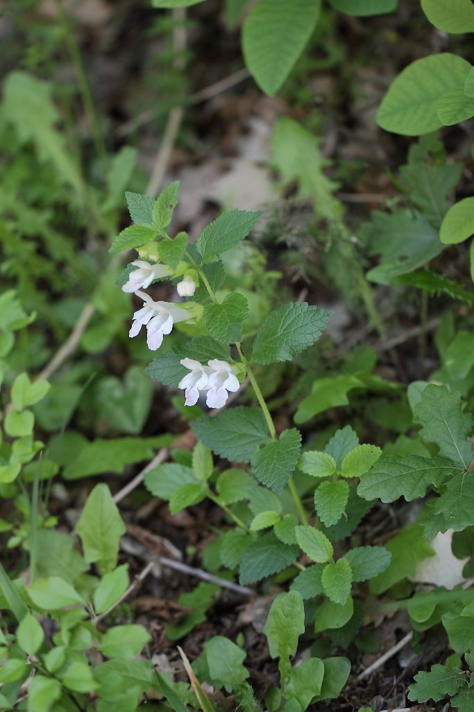 Melittis melissophyllum