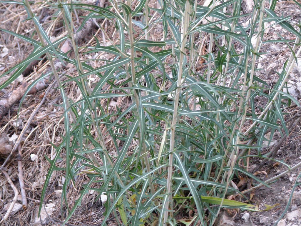 Lactuca saligna / Lattuga saligna