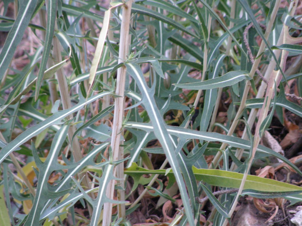 Lactuca saligna / Lattuga saligna