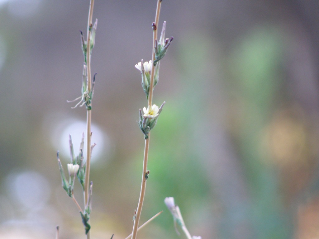 Lactuca saligna / Lattuga saligna