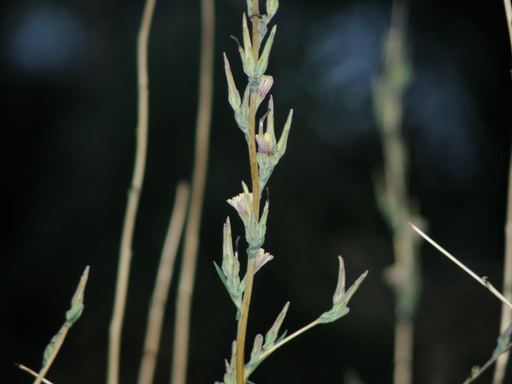 Lactuca saligna / Lattuga saligna