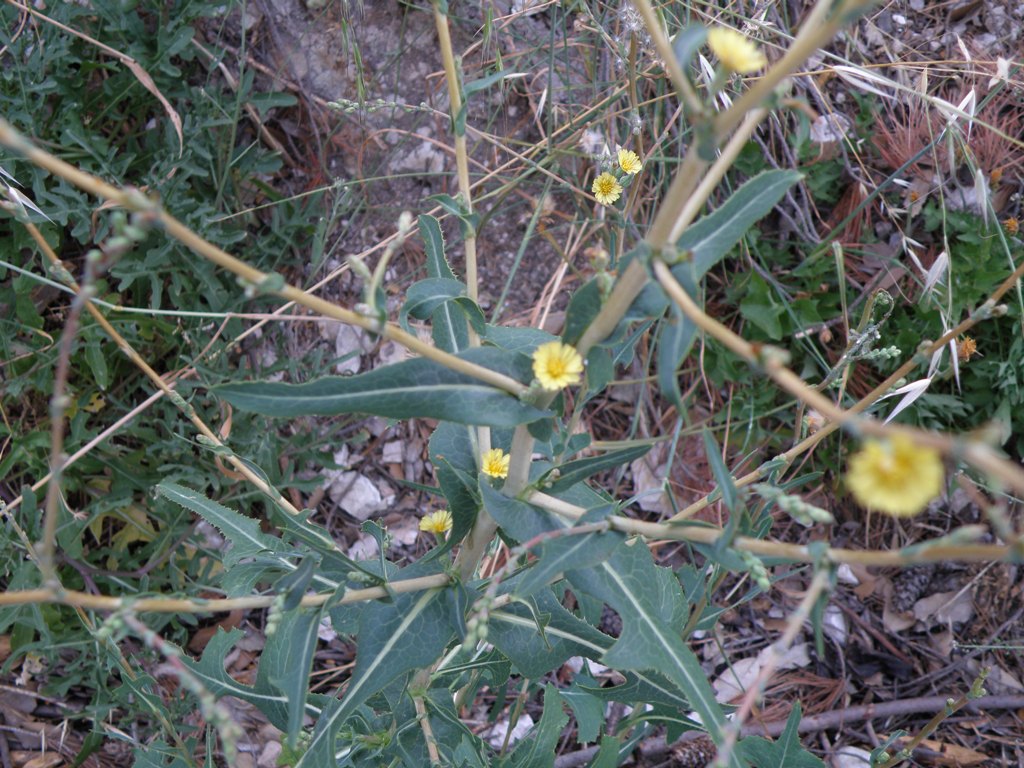 Lactuca virosa / Lattuga selvatica