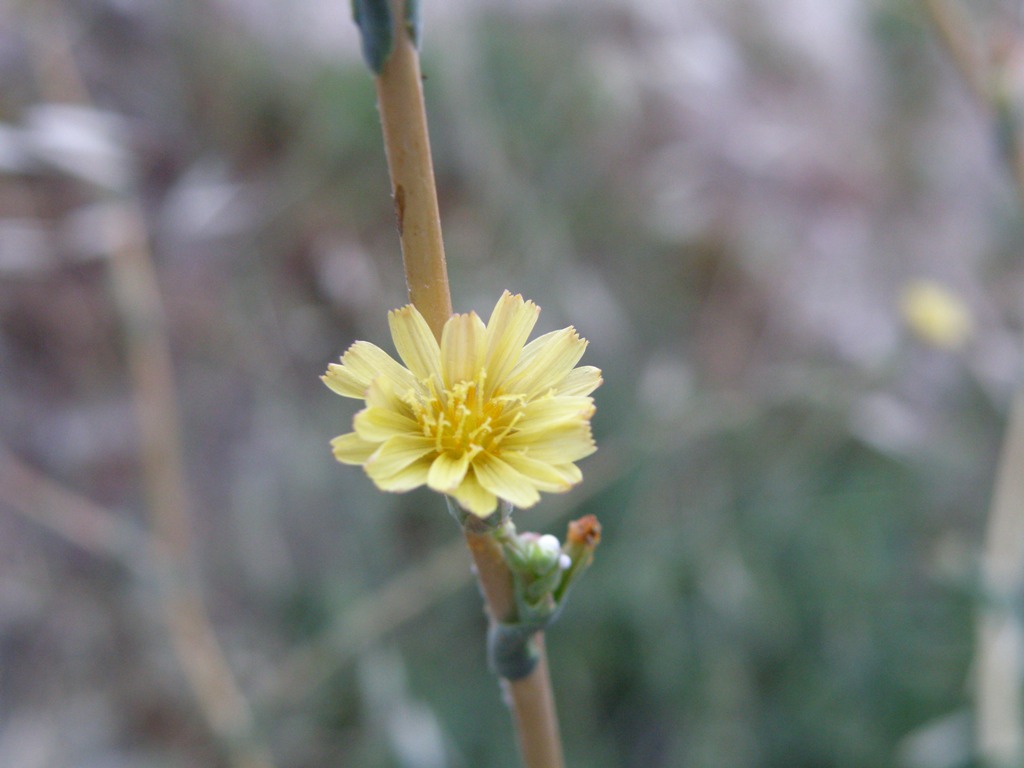 Lactuca virosa / Lattuga selvatica