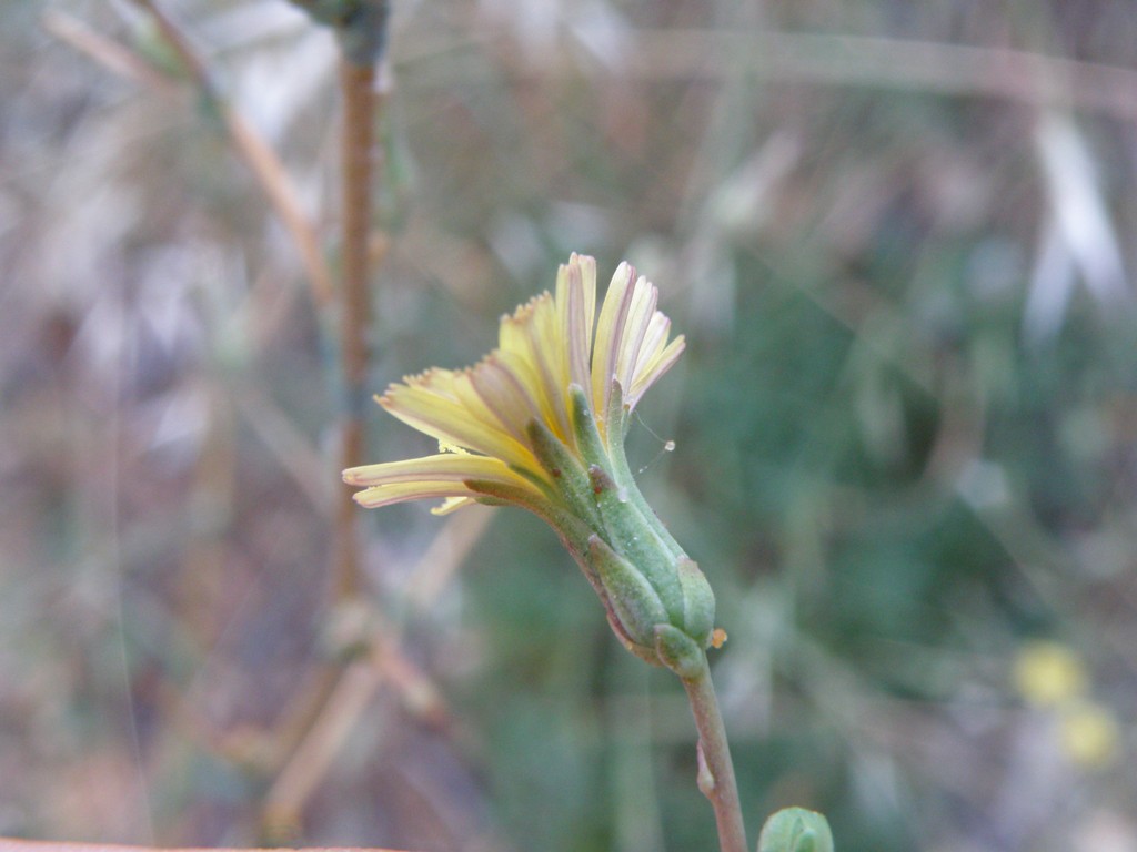 Lactuca virosa / Lattuga selvatica