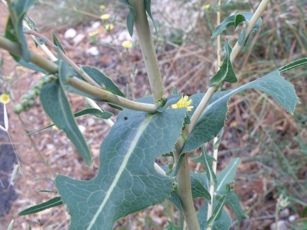 Lactuca virosa / Lattuga selvatica