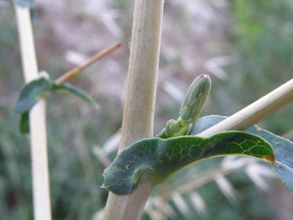 Lactuca virosa / Lattuga selvatica