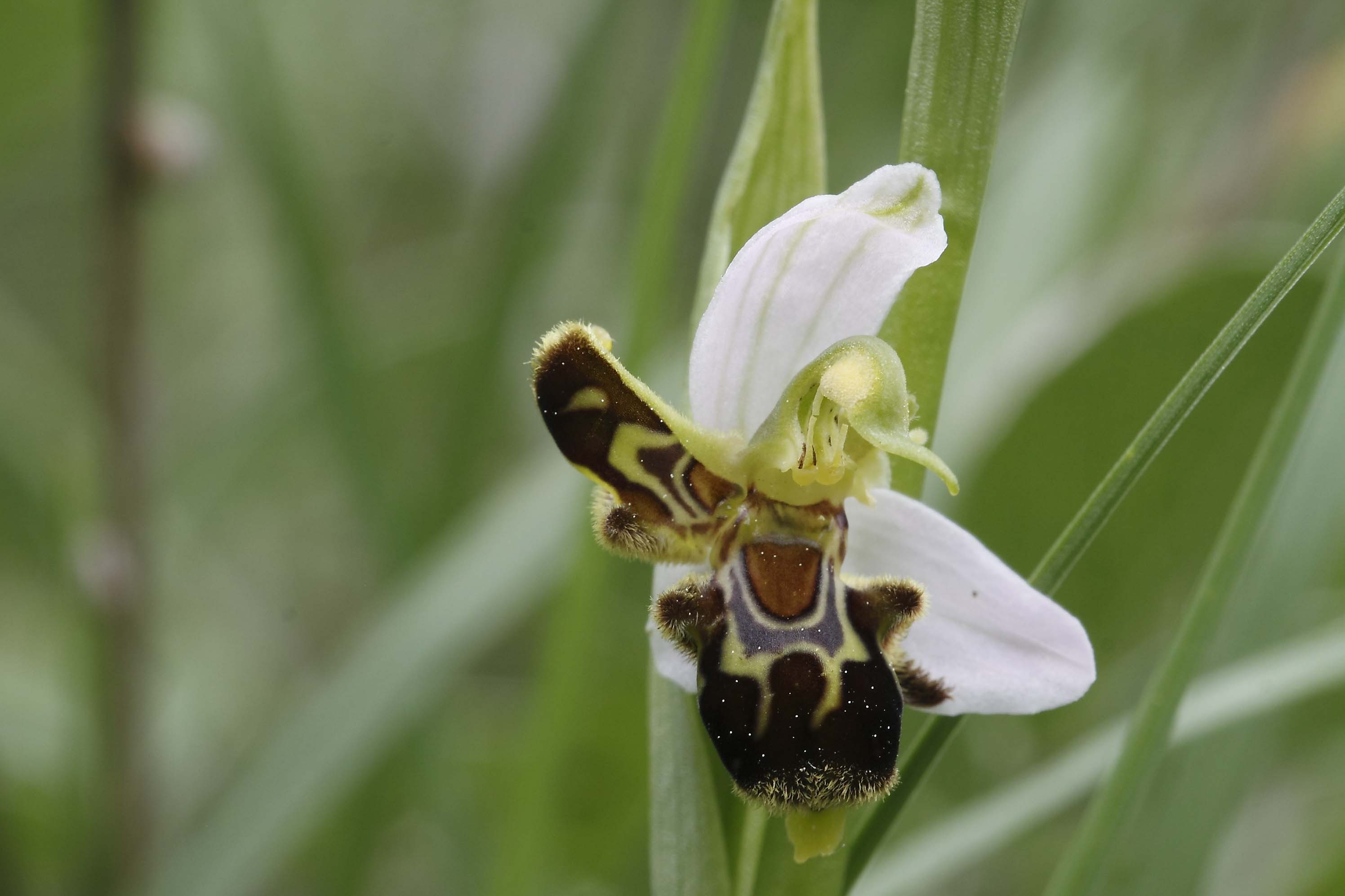 O. apifera