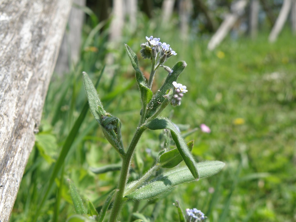 Myosotis arvensis?